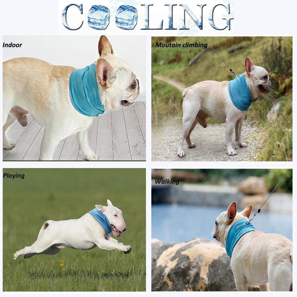 Bandana rafraîchissant pour chien porté en promenade