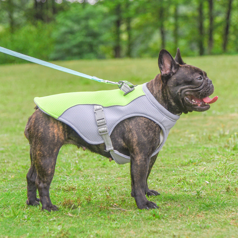 Gilet rafraîchissant chien respirant pour promenade par temps chaud